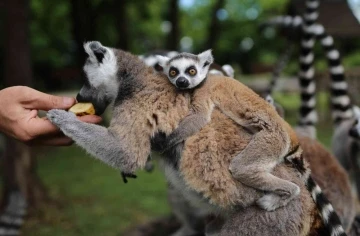 (Özel) Lemur ailesine katılan 6 yavru annesinin sırtından inmedi
