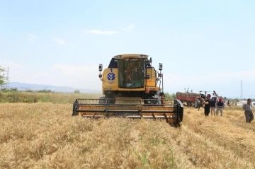 Pamukkale Belediyesi ilk buğday hasadını gerçekleştirdi
