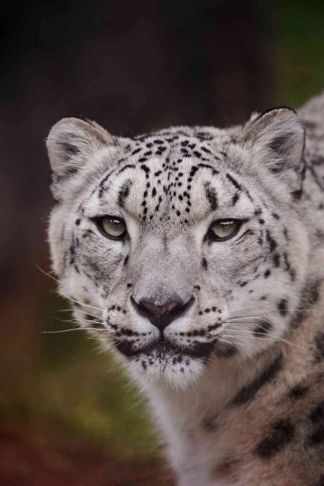 Polonya’da kar leoparı Covid-19 nedeniyle hayatını kaybetti
