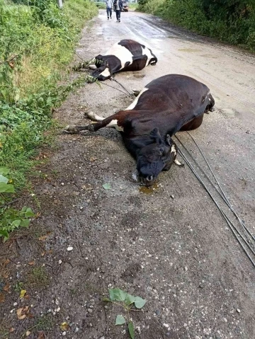 Rüzgar elektrik tellerini kopardı, akıma kapılan 3 inek telef oldu
