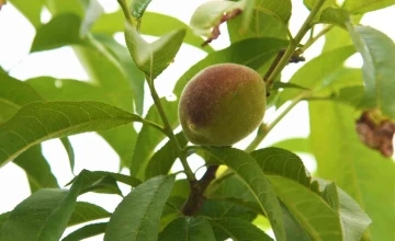 Samsun’da çiftçiler yeniden şeftali üretimine başladı
