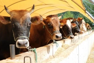 Samsun’da kurban satış ve kesim yerleri belli oldu
