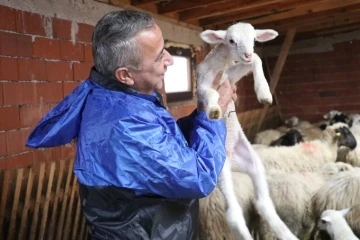 Samsun’da yerel ırk koyun keçi yetiştiricisine destek
