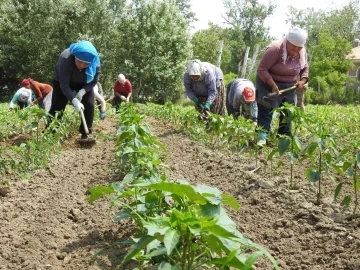 Son yağışlar Edirneli çiftçiyi sevindirdi
