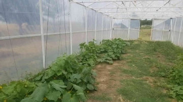 Tekirdağ’da öğrenciler organik sebze ve meyve yetiştiriyor

