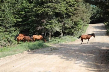 Yılkı Atları yavrularıyla doğal ortamlarında görüntülendi
